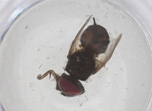  ( - CBG-B01980-A09)  @11 [ ] CreativeCommons - Attribution Share - Alike (2025) Centre for Biodiversity Genomics Centre for Biodiversity Genomics