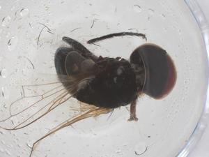  ( - CBG-B01980-G05)  @11 [ ] CreativeCommons - Attribution Share - Alike (2025) Centre for Biodiversity Genomics Centre for Biodiversity Genomics