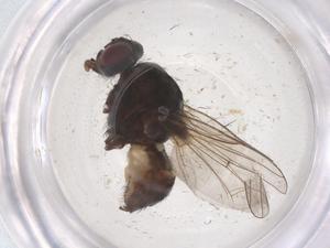  ( - CBG-B01981-A04)  @11 [ ] CreativeCommons - Attribution Share - Alike (2025) Centre for Biodiversity Genomics Centre for Biodiversity Genomics