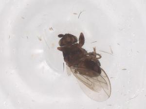  ( - CBG-B01981-C04)  @11 [ ] CreativeCommons - Attribution Share - Alike (2025) Centre for Biodiversity Genomics Centre for Biodiversity Genomics