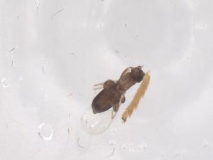  ( - CBG-B01981-C09)  @11 [ ] CreativeCommons - Attribution Share - Alike (2025) Centre for Biodiversity Genomics Centre for Biodiversity Genomics