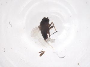  ( - CBG-B01981-C12)  @11 [ ] CreativeCommons - Attribution Share - Alike (2025) Centre for Biodiversity Genomics Centre for Biodiversity Genomics