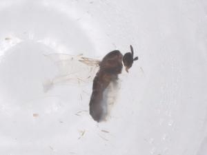  ( - CBG-B01982-B06)  @11 [ ] CreativeCommons - Attribution Share - Alike (2025) Centre for Biodiversity Genomics Centre for Biodiversity Genomics