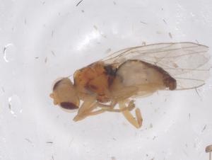  ( - CBG-B01982-C11)  @11 [ ] CreativeCommons - Attribution Share - Alike (2025) Centre for Biodiversity Genomics Centre for Biodiversity Genomics