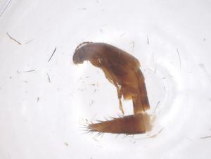  ( - CBG-B01982-H09)  @11 [ ] CreativeCommons - Attribution Share - Alike (2025) Centre for Biodiversity Genomics Centre for Biodiversity Genomics