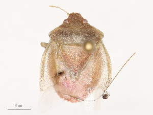  ( - CBG-B02536-A11)  @11 [ ] CreativeCommons - Attribution Share - Alike (2025) CBG Photography Group Centre for Biodiversity Genomics