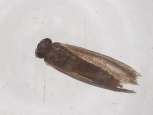  ( - CBG-B02914-A07)  @11 [ ] CreativeCommons - Attribution Share - Alike (2025) Centre for Biodiversity Genomics Centre for Biodiversity Genomics