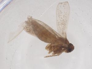  ( - CBG-B02914-C02)  @11 [ ] CreativeCommons - Attribution Share - Alike (2025) Centre for Biodiversity Genomics Centre for Biodiversity Genomics