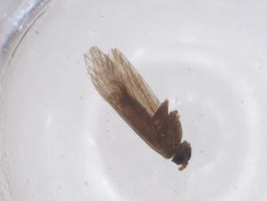  ( - CBG-B03338-E07)  @11 [ ] CreativeCommons - Attribution Share - Alike (2025) Centre for Biodiversity Genomics Centre for Biodiversity Genomics