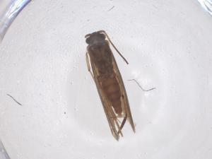  ( - CBG-B03338-G02)  @11 [ ] CreativeCommons - Attribution Share - Alike (2025) Centre for Biodiversity Genomics Centre for Biodiversity Genomics