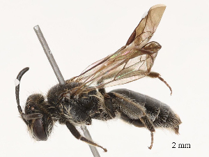  (Andrena sillata - CBG-B03398-G05)  @11 [ ] CreativeCommons - Attribution Share - Alike (2025) CBG Photography Group Centre for Biodiversity Genomics