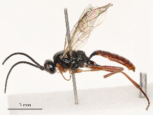  ( - CBG-B03398-G10)  @11 [ ] CreativeCommons - Attribution Share - Alike (2025) CBG Photography Group Centre for Biodiversity Genomics