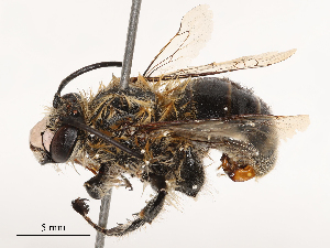  ( - CBG-B03412-C05)  @11 [ ] CreativeCommons - Attribution Share - Alike (2025) CBG Photography Group Centre for Biodiversity Genomics