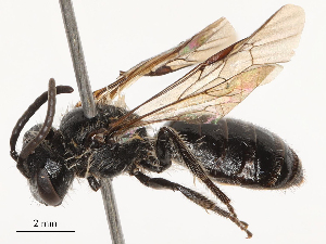  (Andrena glidia - CBG-B03412-C08)  @11 [ ] CreativeCommons - Attribution Share - Alike (2025) CBG Photography Group Centre for Biodiversity Genomics