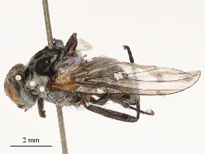  (Anthomyia bazini - CBG-B03412-E11)  @11 [ ] CreativeCommons - Attribution Share - Alike (2025) CBG Photography Group Centre for Biodiversity Genomics
