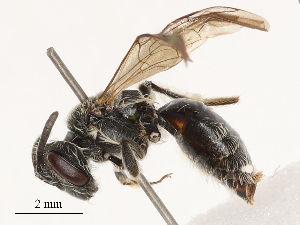  (Andrena lunaris - CBG-B03412-G07)  @11 [ ] CreativeCommons - Attribution Share - Alike (2025) CBG Photography Group Centre for Biodiversity Genomics