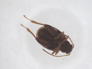  ( - CBG-B03490-C10)  @11 [ ] CreativeCommons - Attribution Share - Alike (2025) Centre for Biodiversity Genomics Centre for Biodiversity Genomics