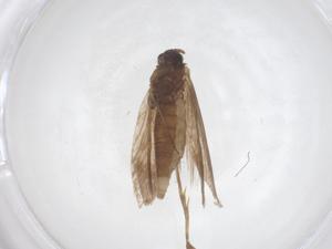  ( - CBG-B03490-C12)  @11 [ ] CreativeCommons - Attribution Share - Alike (2025) Centre for Biodiversity Genomics Centre for Biodiversity Genomics