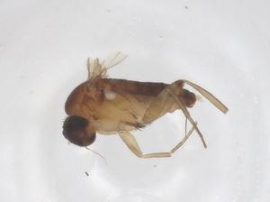  ( - CBG-B03490-D09)  @11 [ ] CreativeCommons - Attribution Share - Alike (2025) Centre for Biodiversity Genomics Centre for Biodiversity Genomics