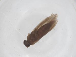  ( - CBG-B03581-C08)  @11 [ ] CreativeCommons - Attribution Share - Alike (2025) Centre for Biodiversity Genomics Centre for Biodiversity Genomics