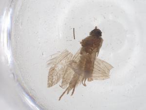  ( - CBG-B03581-G07)  @11 [ ] CreativeCommons - Attribution Share - Alike (2025) Centre for Biodiversity Genomics Centre for Biodiversity Genomics