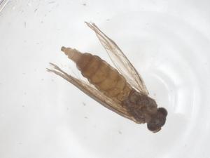  ( - CBG-B03581-H07)  @11 [ ] CreativeCommons - Attribution Share - Alike (2025) Centre for Biodiversity Genomics Centre for Biodiversity Genomics