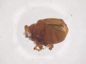  ( - CBG-B04348-G04)  @11 [ ] CreativeCommons - Attribution Share - Alike (2025) Centre for Biodiversity Genomics Centre for Biodiversity Genomics