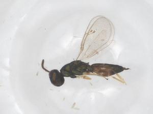  ( - CBG-B04350-F09)  @11 [ ] CreativeCommons - Attribution Share - Alike (2025) Centre for Biodiversity Genomics Centre for Biodiversity Genomics