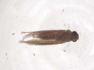  ( - CBG-B04351-H07)  @11 [ ] CreativeCommons - Attribution Share - Alike (2025) Centre for Biodiversity Genomics Centre for Biodiversity Genomics