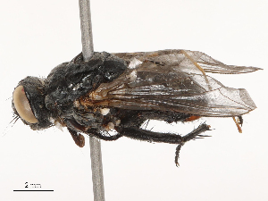  ( - CBG-B04358-H06)  @11 [ ] CreativeCommons - Attribution Share - Alike (2025) CBG Photography Group Centre for Biodiversity Genomics