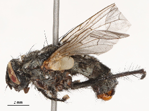  (Sarcophaga socrus - CBG-B04358-H07)  @11 [ ] CreativeCommons - Attribution Share - Alike (2025) CBG Photography Group Centre for Biodiversity Genomics