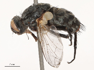  ( - CBG-B04358-H09)  @11 [ ] CreativeCommons - Attribution Share - Alike (2025) CBG Photography Group Centre for Biodiversity Genomics