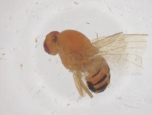  ( - CBG-B04525-C05)  @11 [ ] CreativeCommons - Attribution Share - Alike (2025) Centre for Biodiversity Genomics Centre for Biodiversity Genomics