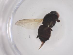  ( - CBG-B04526-D03)  @11 [ ] CreativeCommons - Attribution Share - Alike (2025) Centre for Biodiversity Genomics Centre for Biodiversity Genomics