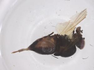  ( - CBG-B04564-A11)  @11 [ ] CreativeCommons - Attribution Share - Alike (2025) Centre for Biodiversity Genomics Centre for Biodiversity Genomics