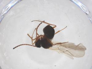  ( - CBG-B04641-D03)  @11 [ ] CreativeCommons - Attribution Share - Alike (2025) Centre for Biodiversity Genomics Centre for Biodiversity Genomics