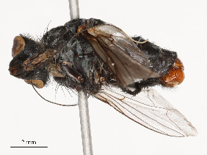 (Sarcophaga haemorrhoides - CBG-B04783-A01)  @11 [ ] CreativeCommons - Attribution Share - Alike (2025) CBG Photography Group Centre for Biodiversity Genomics