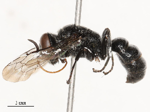  ( - CBG-B04783-A03)  @11 [ ] CreativeCommons - Attribution Share - Alike (2025) CBG Photography Group Centre for Biodiversity Genomics