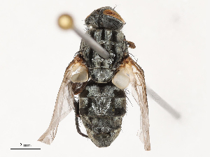  ( - CBG-B04783-A05)  @11 [ ] CreativeCommons - Attribution Share - Alike (2025) CBG Photography Group Centre for Biodiversity Genomics