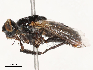  ( - CBG-B04783-A06)  @11 [ ] CreativeCommons - Attribution Share - Alike (2025) CBG Photography Group Centre for Biodiversity Genomics