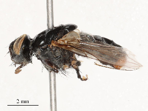  ( - CBG-B04783-A08)  @11 [ ] CreativeCommons - Attribution Share - Alike (2025) CBG Photography Group Centre for Biodiversity Genomics