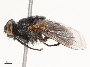  ( - CBG-B04783-B08)  @11 [ ] CreativeCommons - Attribution Share - Alike (2025) CBG Photography Group Centre for Biodiversity Genomics