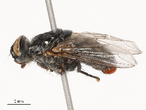  ( - CBG-B04783-B11)  @11 [ ] CreativeCommons - Attribution Share - Alike (2025) CBG Photography Group Centre for Biodiversity Genomics