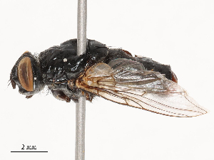  ( - CBG-B04783-C03)  @11 [ ] CreativeCommons - Attribution Share - Alike (2025) CBG Photography Group Centre for Biodiversity Genomics