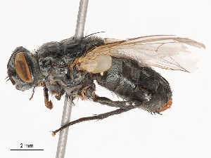  ( - CBG-B04783-C04)  @11 [ ] CreativeCommons - Attribution Share - Alike (2025) CBG Photography Group Centre for Biodiversity Genomics