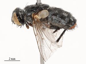  ( - CBG-B04783-C05)  @11 [ ] CreativeCommons - Attribution Share - Alike (2025) CBG Photography Group Centre for Biodiversity Genomics