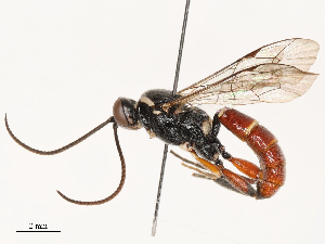  ( - CBG-B04783-D10)  @11 [ ] CreativeCommons - Attribution Share - Alike (2025) CBG Photography Group Centre for Biodiversity Genomics