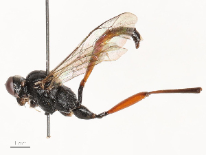  ( - CBG-B04783-E03)  @11 [ ] CreativeCommons - Attribution Share - Alike (2025) CBG Photography Group Centre for Biodiversity Genomics