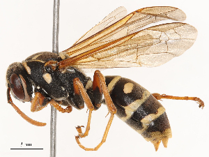  ( - CBG-B04783-E06)  @11 [ ] CreativeCommons - Attribution Share - Alike (2025) CBG Photography Group Centre for Biodiversity Genomics