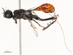  ( - CBG-B04783-E07)  @11 [ ] CreativeCommons - Attribution Share - Alike (2025) CBG Photography Group Centre for Biodiversity Genomics